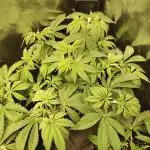 Pineapple Express