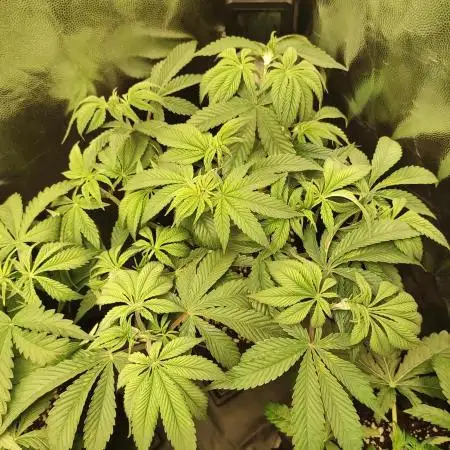 Pineapple Express