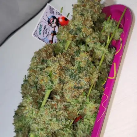 Colombian Gold