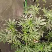 Grape Pie