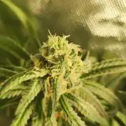 Skywalker Haze