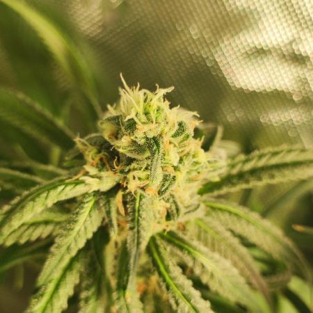 Skywalker Haze