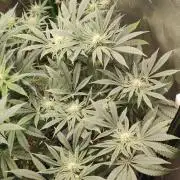 Gorilla Candy