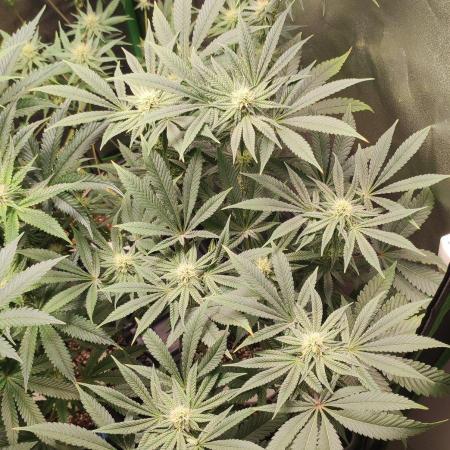 Gorilla Candy