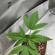 Skywalker Haze
