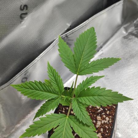 Skywalker Haze
