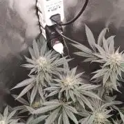 Georgia Pie