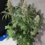 Tangie