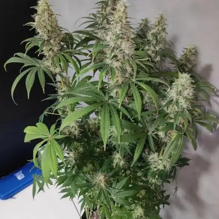 Tangie