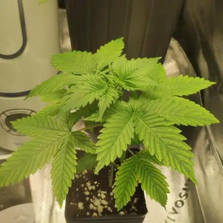 Zkittlez