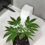 Mimosa #1