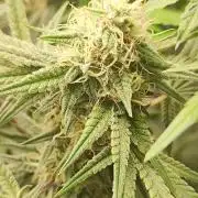 TUTIFRUIT #Santa Maria