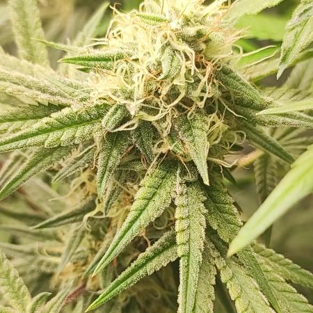 TUTIFRUIT #Santa Maria