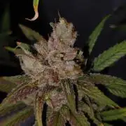 Skywalker Haze