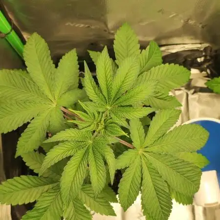 Banana Kush