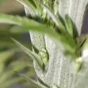 White Widow x Freakshow