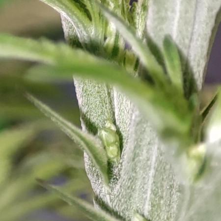 White Widow x Freakshow