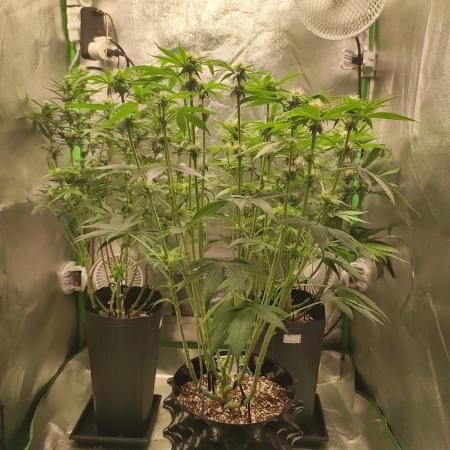 Power Plant