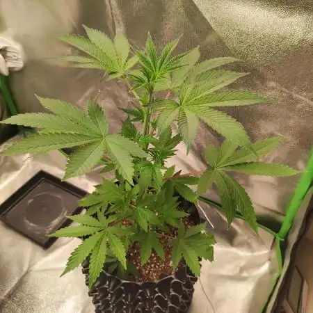 Radical Juice #1