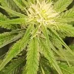 Legendary OG Punch
