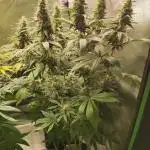 Tangie
