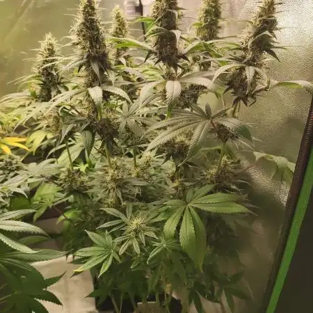 Tangie