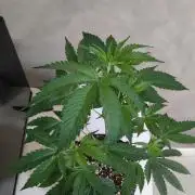 Mimosa #1