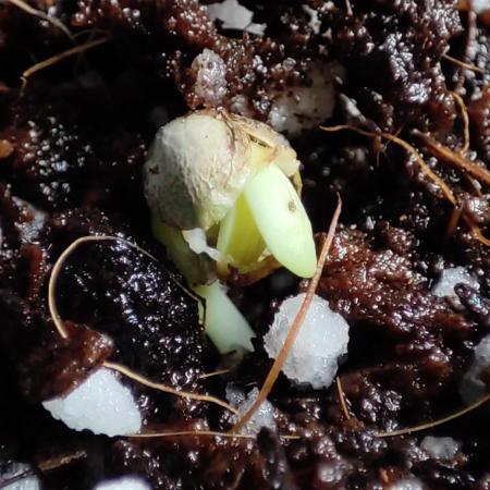 White Widow x Freakshow