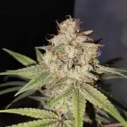 TUTIFRUIT #Santa Maria