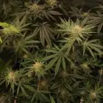 TUTIFRUIT #Santa Maria