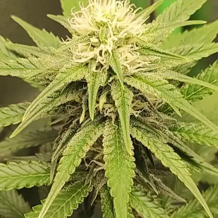 Legendary OG Punch