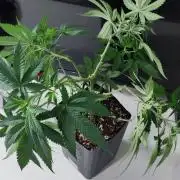 Peach Buddha CBD 🍑