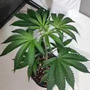 Grape Pie 🍇 *Clone/1