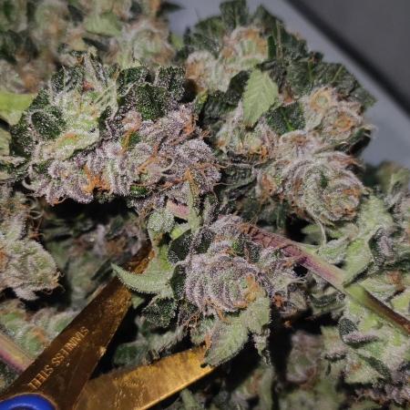 Mimosa