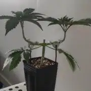 Gorilla Candy