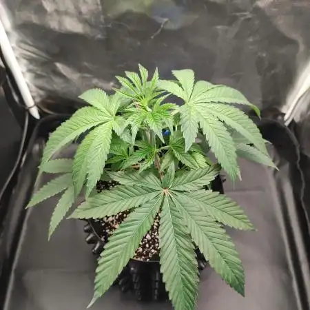 Gelato 41 #3