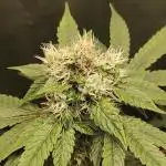 Radical Juice #2