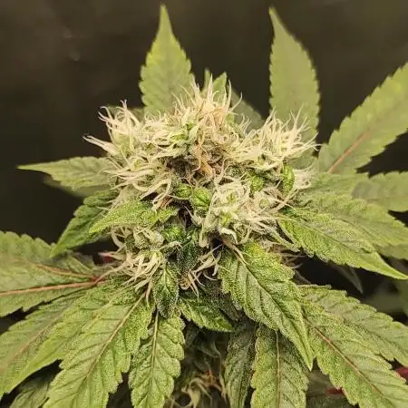 Radical Juice #2