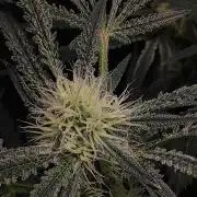 White Widow x Freakshow
