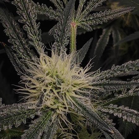 White Widow x Freakshow