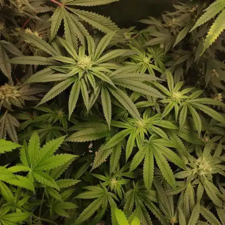 Gelato 41 #2