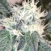 Grape Pie