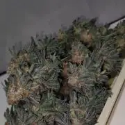Gorilla Candy