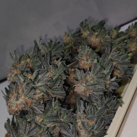 Gorilla Candy