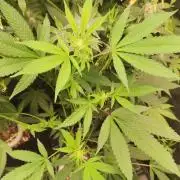 Strawberry Cough