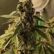 Lambeijax #Santa Maria