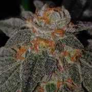 Gorilla Candy