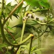 Skywalker Haze