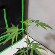 Strawberry Cough