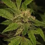 Lambeijax #Santa Maria